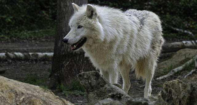 arctic wolf cybersecurity