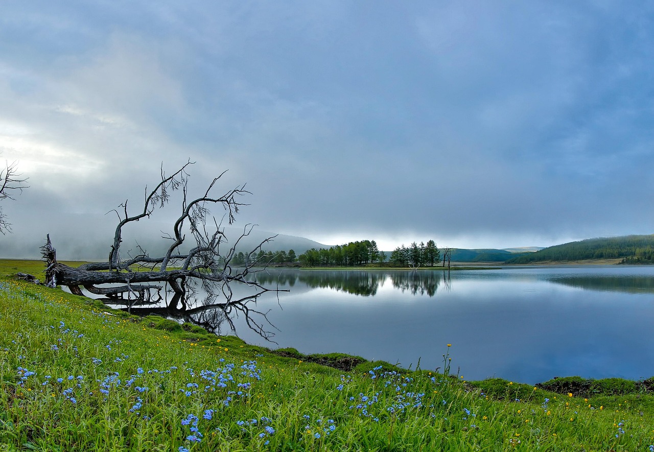 landscape, a small lake, spring, morning mist, reflection of the surface of the water, fallen trees, forget-me-not, step, fax lake near, nature, mongolia
