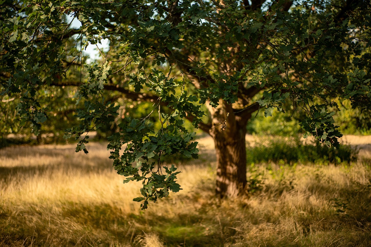 oak, tree, forest, nature, meadow, fall, grass, big tree, sunlight