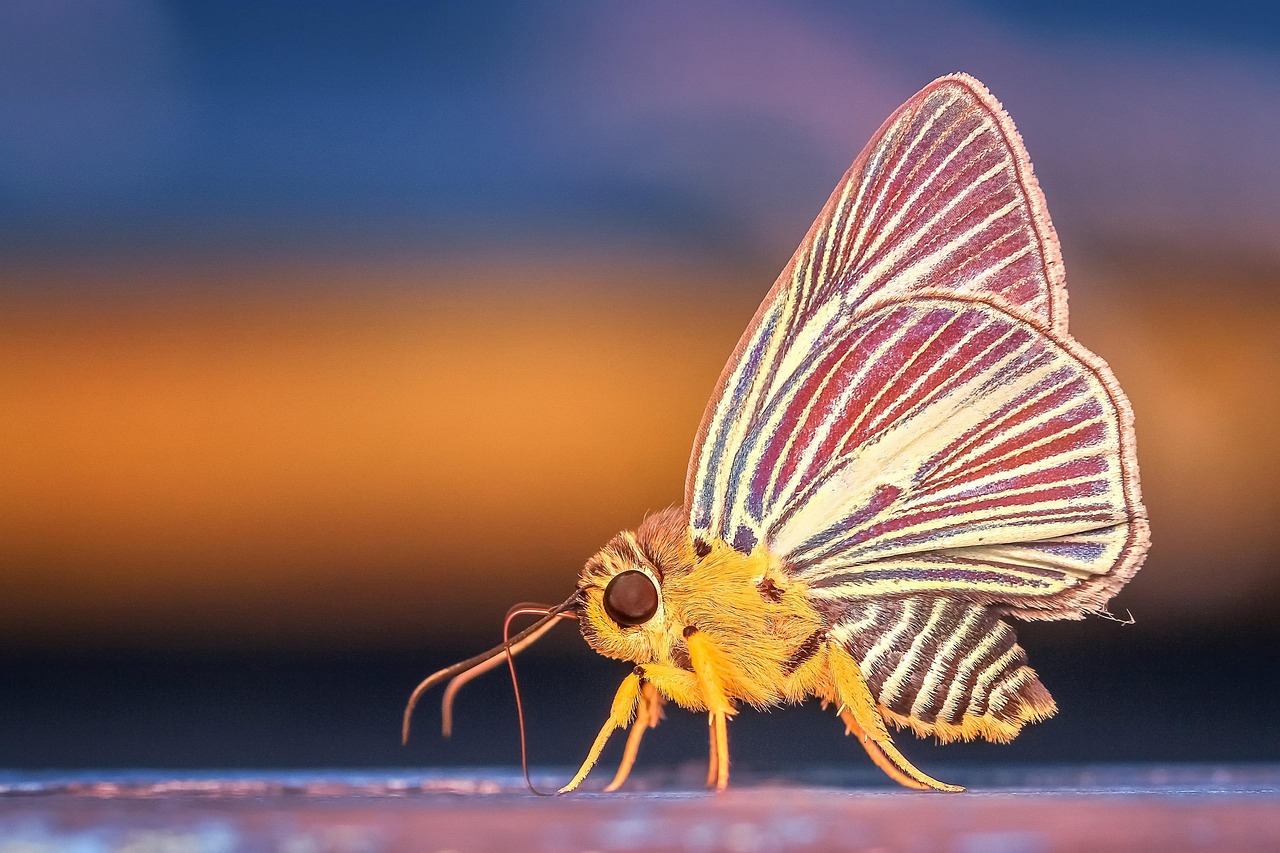 butterfly, insect, wings, butterfly wings, winged insect, lepidoptera, macro photography, close up, macro, animal, nature, wildlife, animal world, insect, insect, insect, insect, insect, wings, macro