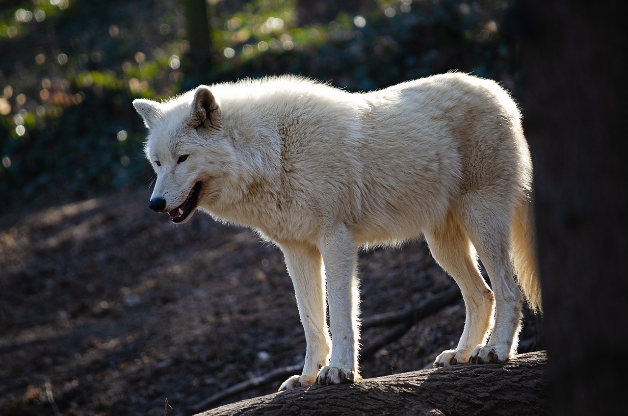 arctic wolf, white wolf, polar wolf, animal, wolf, predator, wildlife, nature, carnivore, canis lupus, arctic wolf, arctic wolf, arctic wolf, white wolf, white wolf, wolf, wolf, wolf, wolf, wolf
