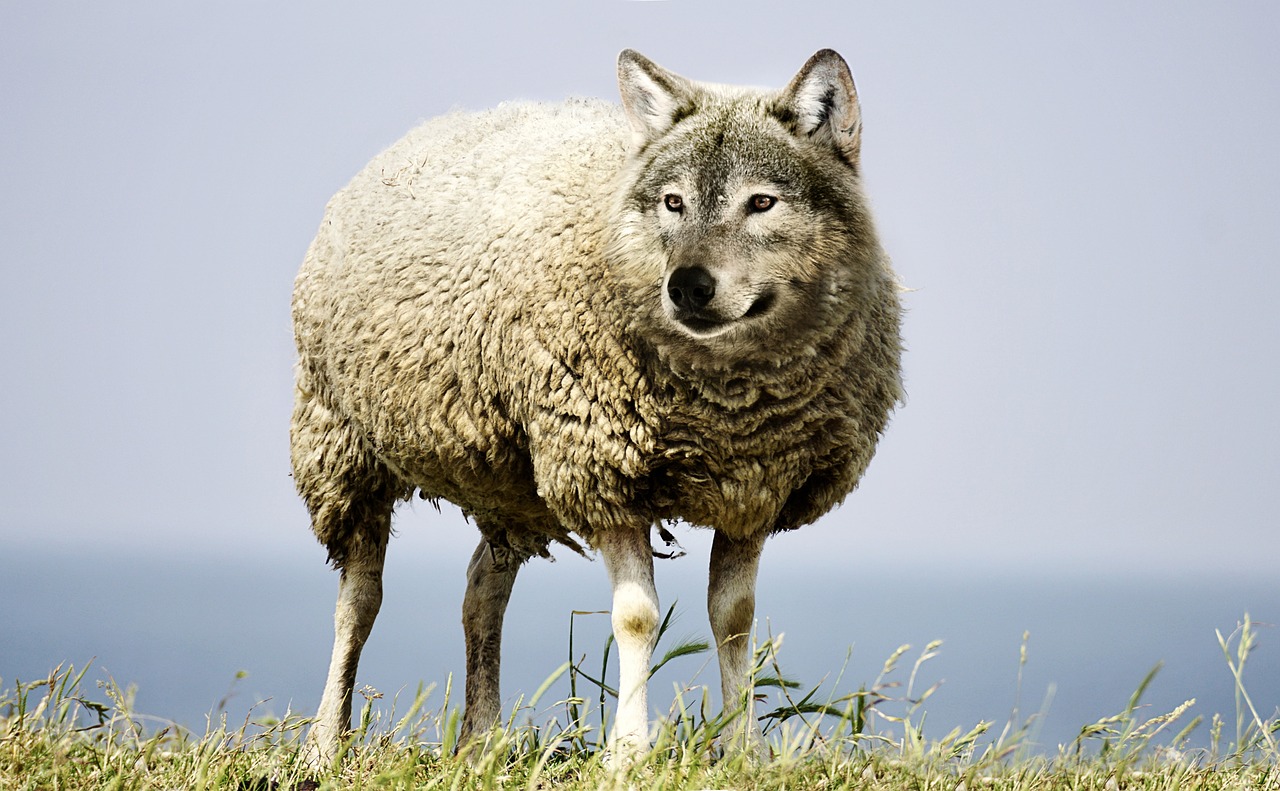 wolf in sheep's clothing, wolf, sheep, sheepskin, wool, danger, threat, nature, animal, predator, carnivores, dangerous, fable, cracked, insidious, cunning, ai generated