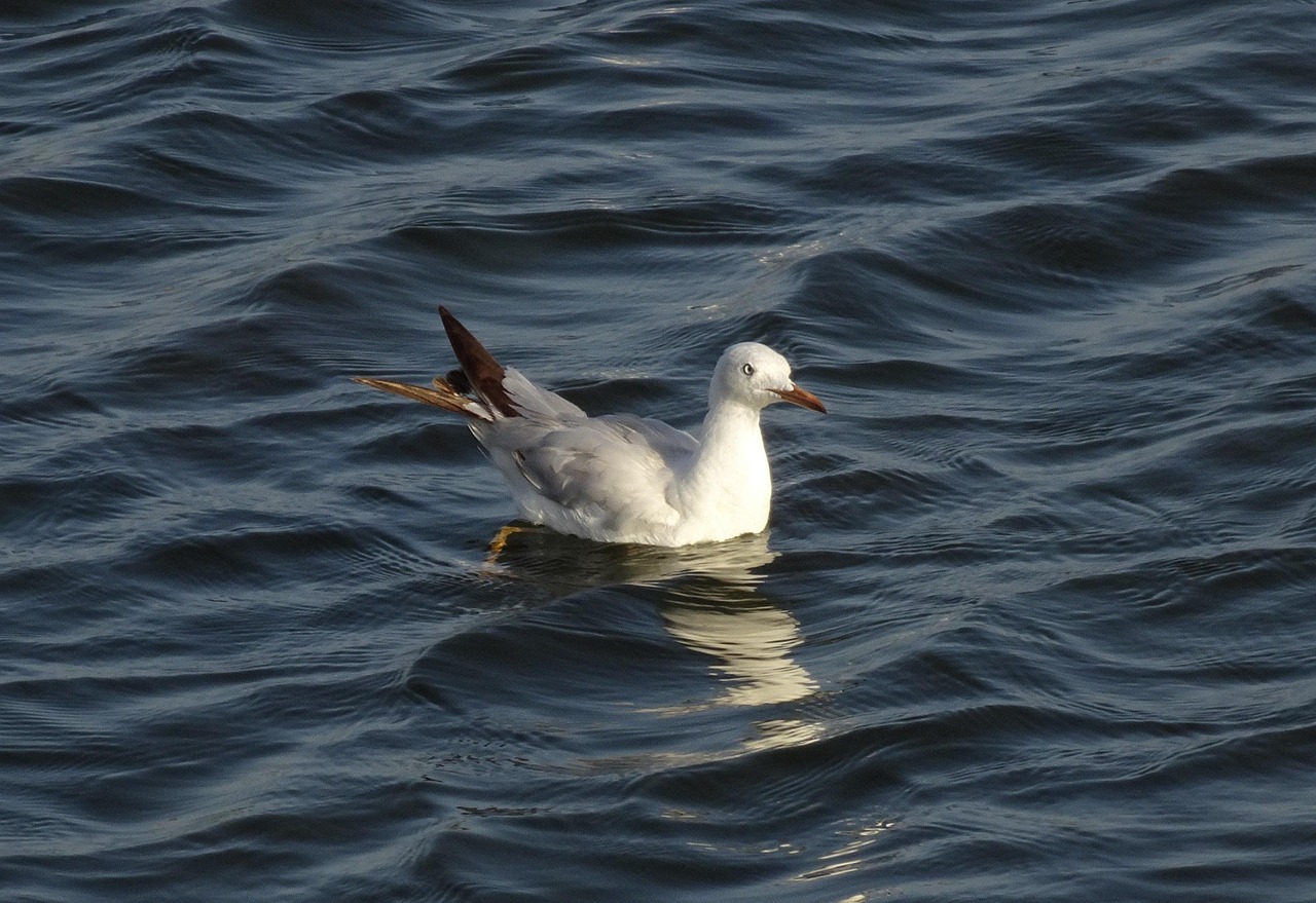 gull, bird, slender-billed gull, chroicocephalus genei, mid-sized, migratory, water, wildlife, nature, avian, fauna, gujarat, india