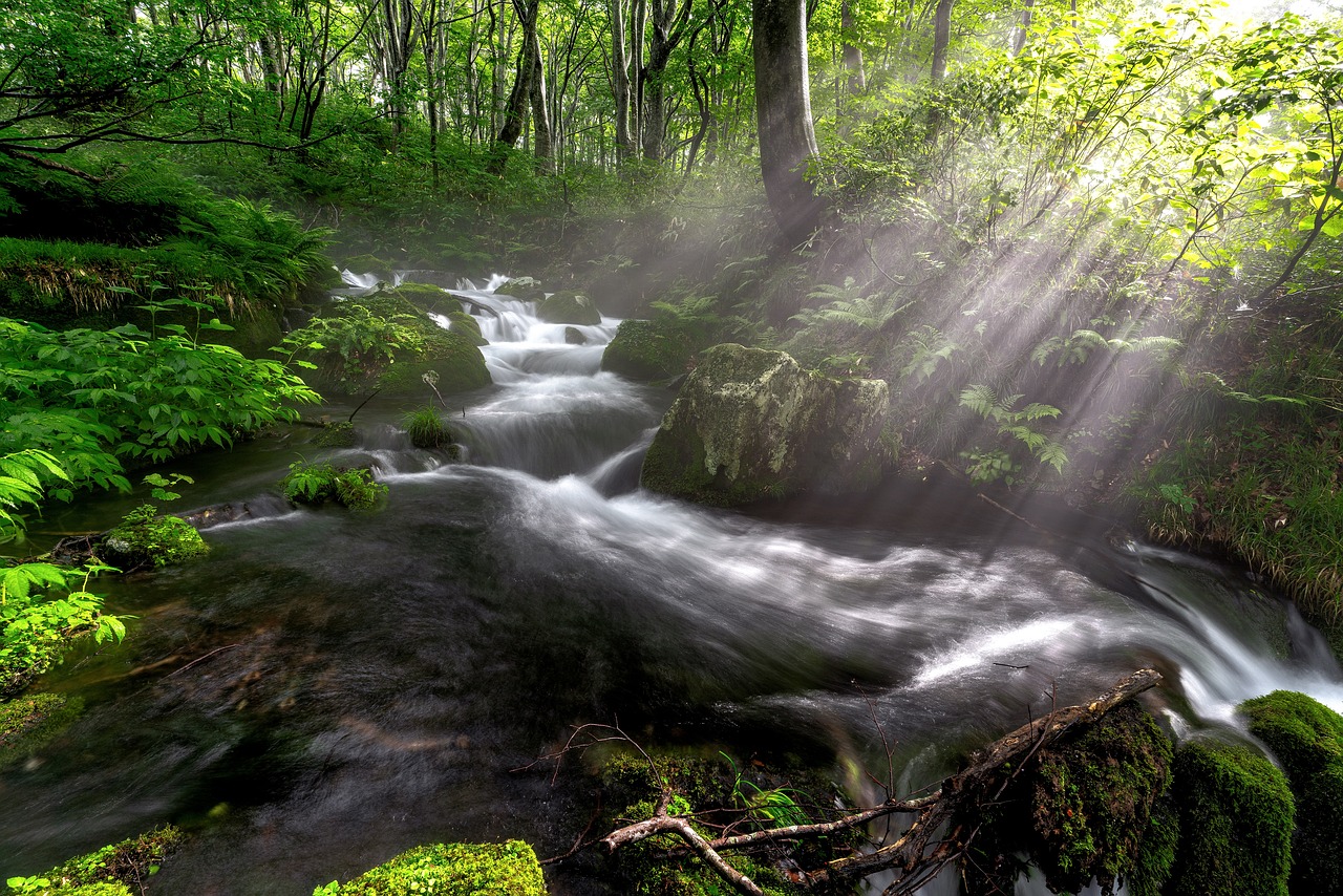stream, torrent, beech forest, nature, morning light, glow, download, haze, rock, moss, plant, yamagata prefecture, japan